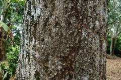 Trunk-of-Hog-plum