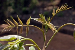 Young-Leaves-of-Hog-plum