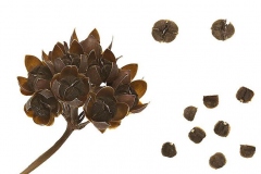 Dried-fruits-and-seeds-of-Hogvine