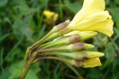 Flower-and-flowering-buds-of-Hogvine