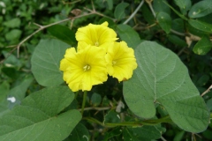 Flowers-of-Hogvine