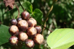 Fruits-of-Hogvine