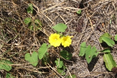 Hogvine-plant