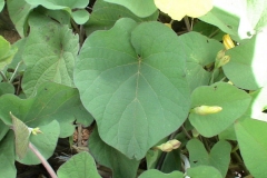 Leaves-of-Hogvine