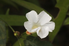 Other-Variety-of-Hogvine