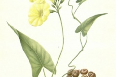 Plant-Illustration-of-Hogvine