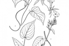 Sketch-of-Hogvine