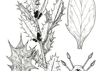 Sketch-of-Holly-plant