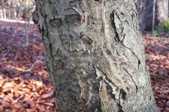 Bark-of-Holly