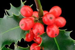 Closer-view-of-fruit-of-Holly-plant
