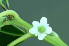 Female-flower-of-Holly-plant
