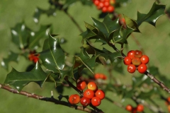 Fruits-on-Holly-plant