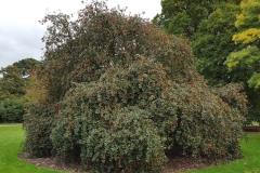 Holly-Plant