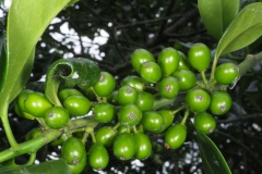 Immature-fruits-of-Holly-plant