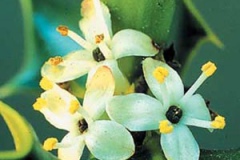 Male-flower-of-Holly-plant