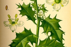 Plant-Illustration-of-Holly-plant