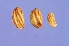 Seeds-of-Holly-plant