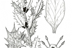 Sketch-of-Holly-plant