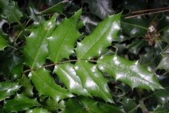 Leaves-of-Holly-plant