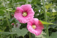 Close-up-flower-of-Hollyhock-plant