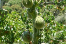 Flower-bud-of-Hollyhock-plant