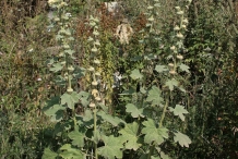 Hollyhock-plant