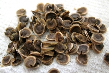 Hollyhock-seeds