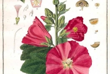 Illustration-of-Hollyhock-plant