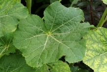 Leaves-of-Hollyhock-plant