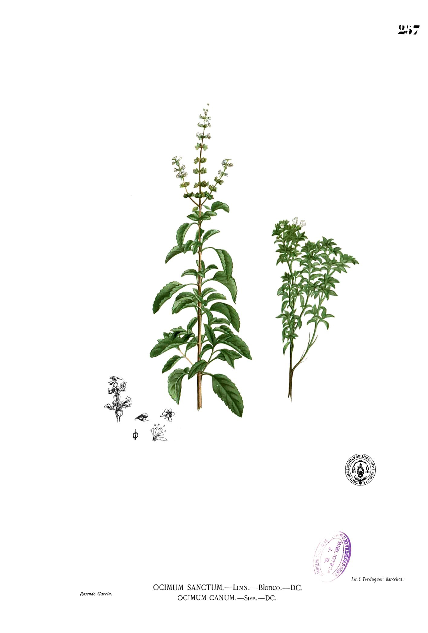 Illustration-of-Holy-Basil-plant