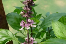 Close-up-flower-of-Holy-Basil