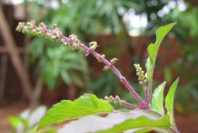 Flower-bud-of-Holy-Basil