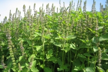 Holy-Basil-farm