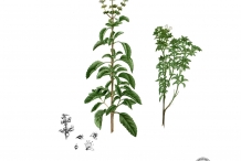 Illustration-of-Holy-Basil-plant