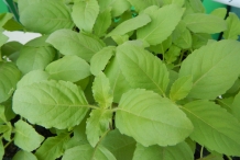Leaves-of-Holy-Basil