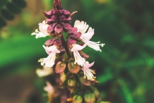 Close-up-flower-of-Holy-basil