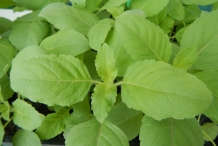 Leaves-of-Holy-basil
