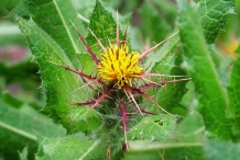 Holy-Thistle-flower