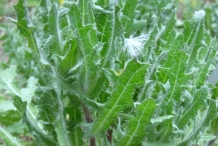 Holy-Thistle-leaves