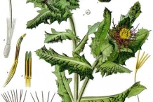 Illustration-of-Holy-Thistle