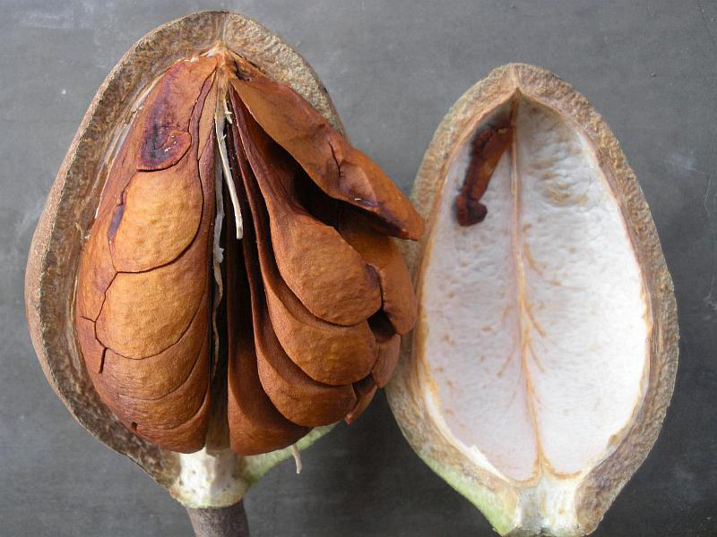 Half-cut-Honduran-mahogany-fruit-displaying-seeds