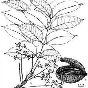 Plant-illustration-of-Honduran-mahogany