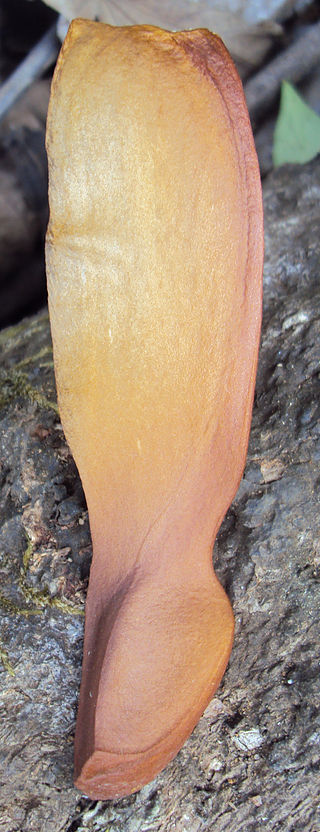 Seed-of-Honduran-mahogany