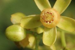Closer-view-of-flower-of-Honduran-mahogany