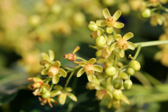 Flowers-of-Honduran-mahogany