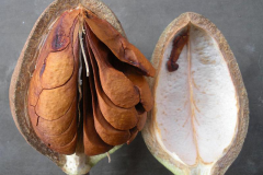 Half-cut-Honduran-mahogany-fruit-displaying-seeds