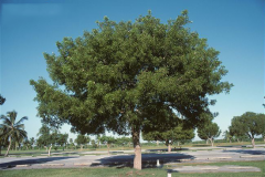 Honduran-mahogany-tree