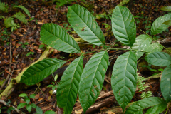 Leaves-of-Honduran-mahogany