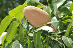 Mature-fruits-of-Honduran-mahogany