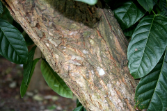 Older-bark-of-Honduran-mahogany